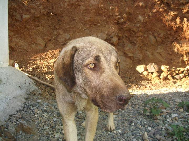 Doğanyol Akkent Köyü Resimleri 1
