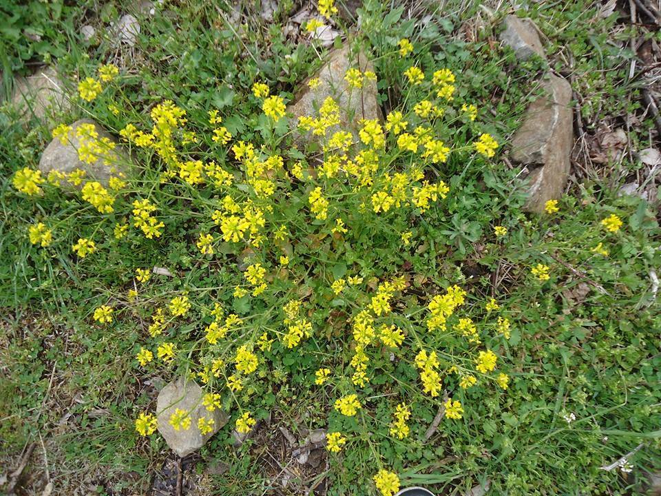 Doğanyol Bahramlı Köyü Resimleri 3