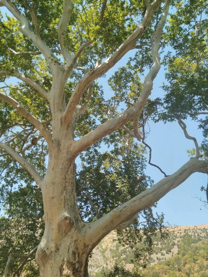 Doğanyol Bahramlı Köyü Resimleri 9