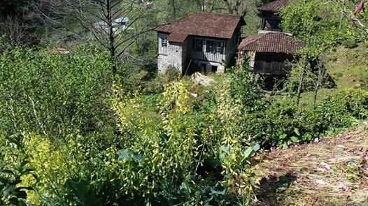 Fındıklı Ihlamurlu Köyü Resimleri 3