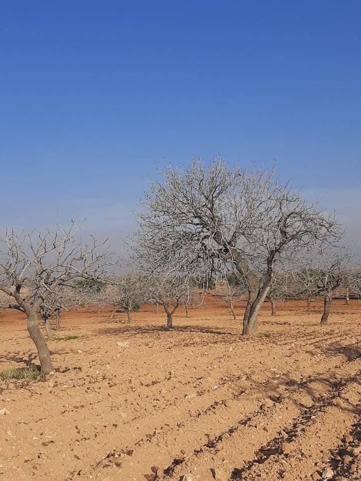 Nizip Dutlu Köyü Resimleri 9