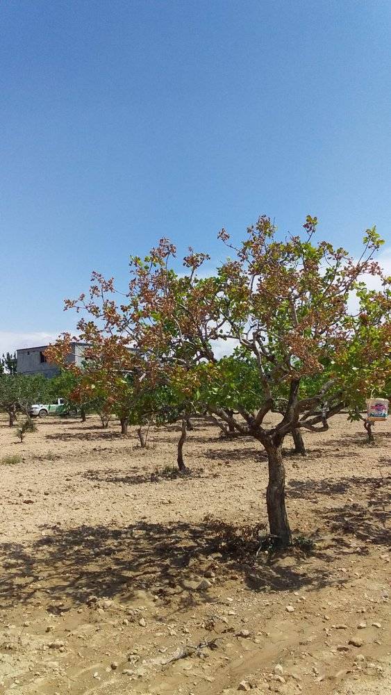 Birecik Kural Köyü Resimleri 1