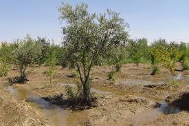 Birecik Meteler Köyü Resimleri 7