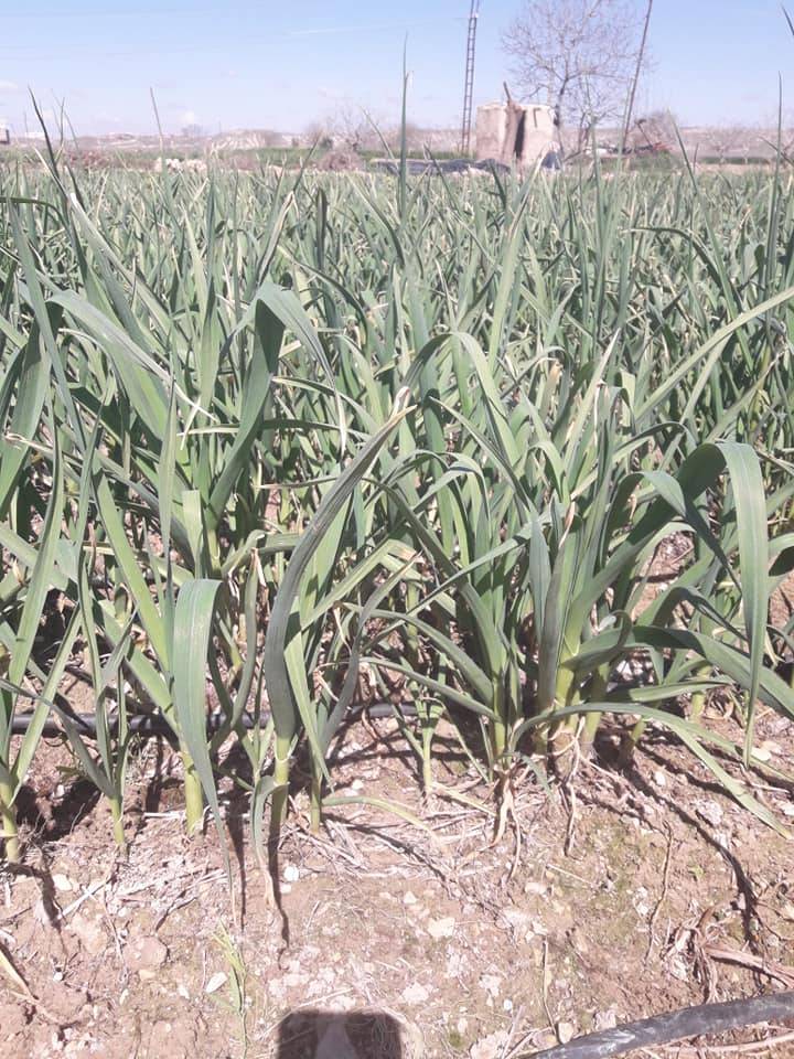 Birecik Mezra Köyü Resimleri 1