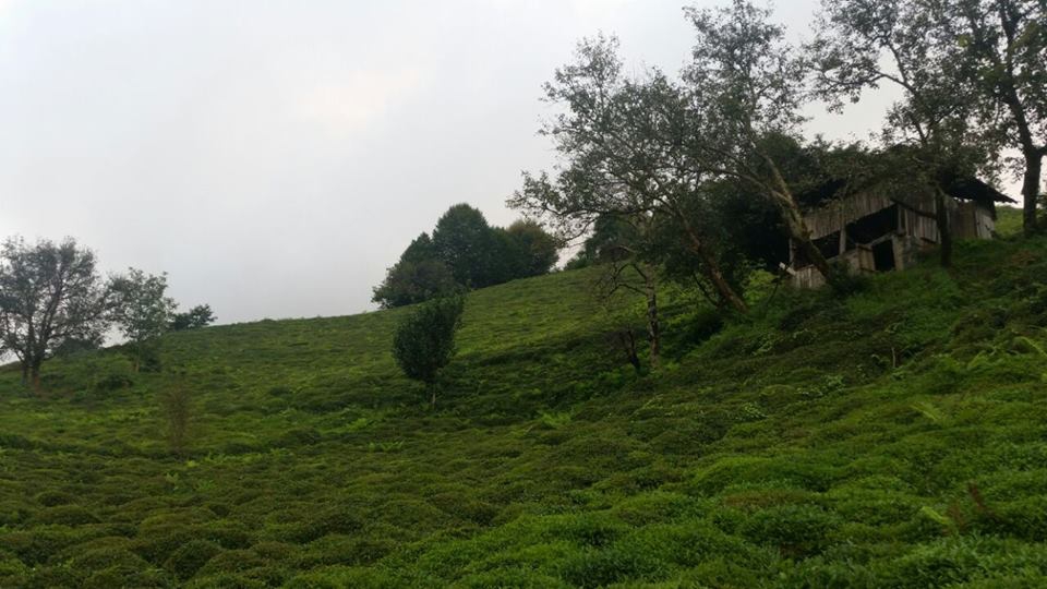 Fındıklı Meyvalı Köyü Resimleri 8