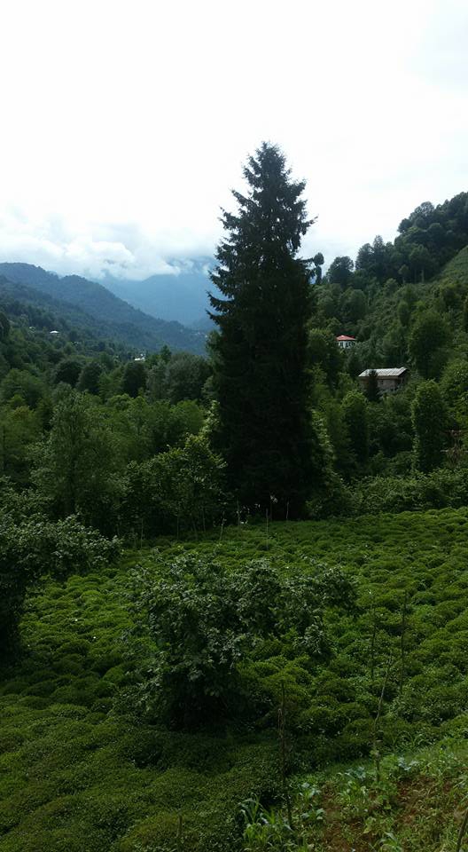 Fındıklı Meyvalı Köyü Resimleri 9