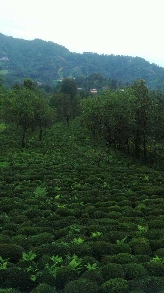Fındıklı Sümer Köyü Resimleri 5