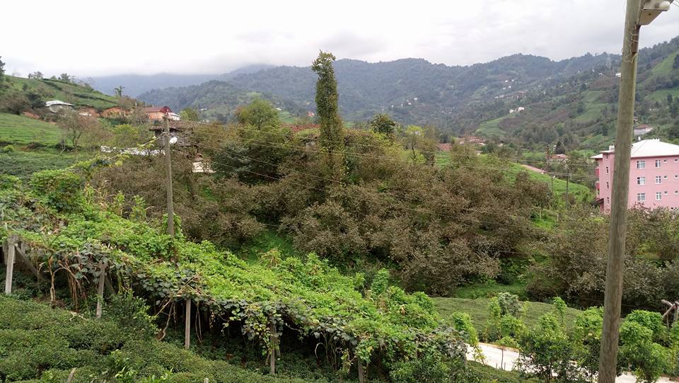 Fındıklı Sümer Köyü Resimleri 8