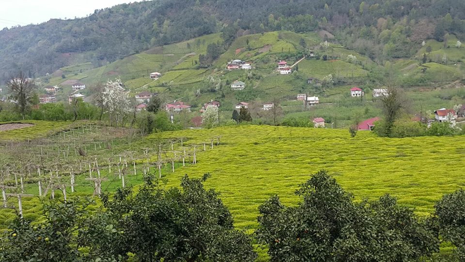 Fındıklı Sümer Köyü Resimleri 9