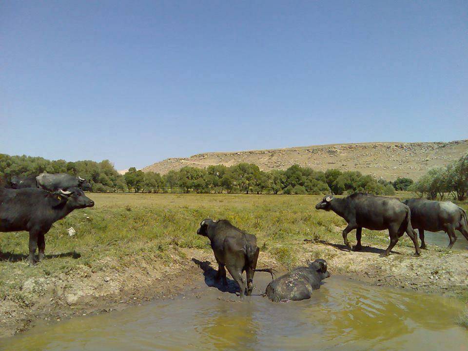İncesu Kızılören Avşar Köyü Resimleri 4