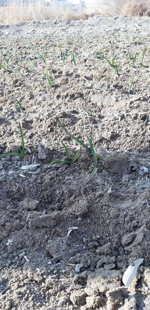 İncesu Tahirini Köyü Resimleri 5