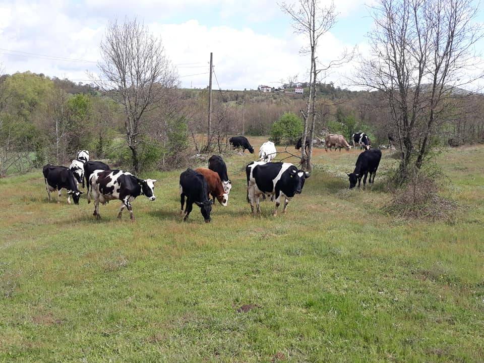 Büyükorhan Balaban Köyü Resimleri 3