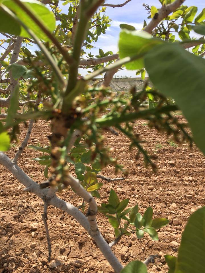 Nizip Gülkaya Köyü Resimleri 14