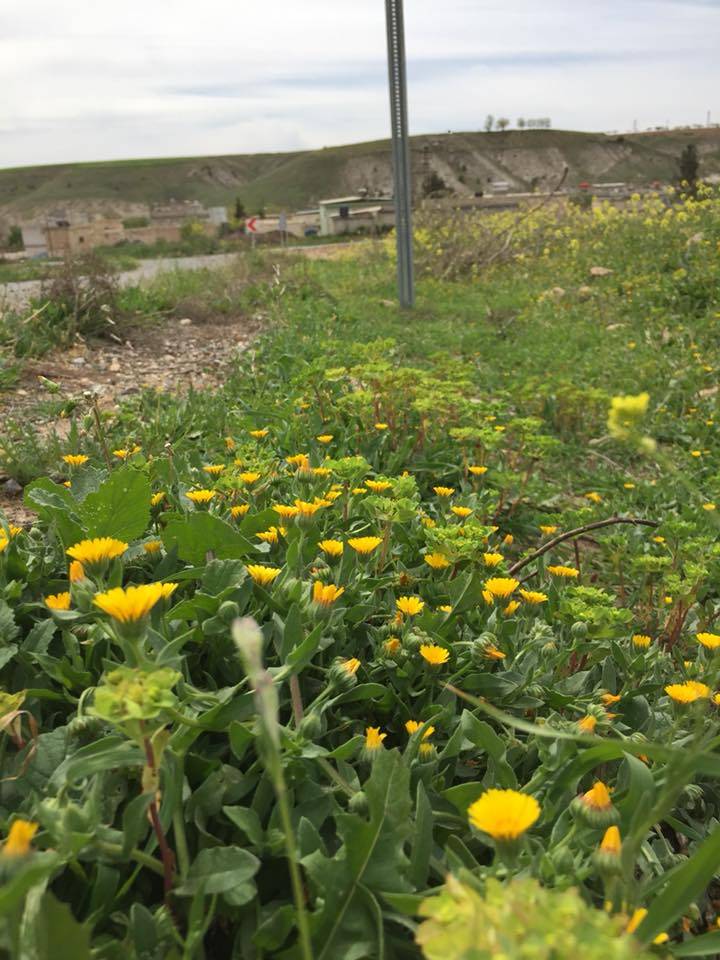 Nizip Gülkaya Köyü Resimleri 15