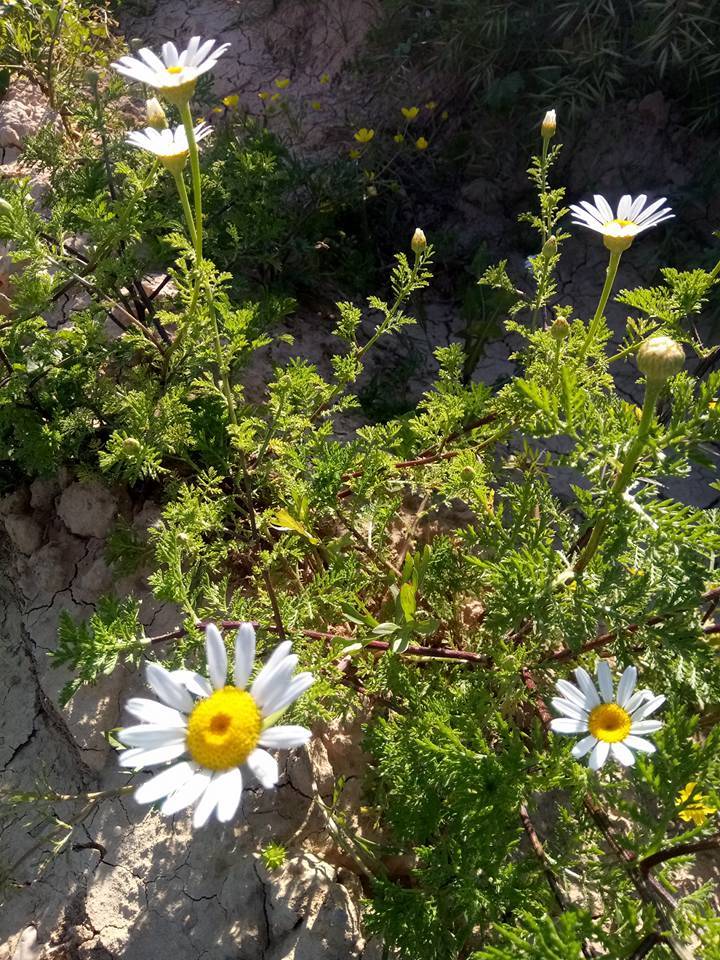 Nizip Gülkaya Köyü Resimleri 16