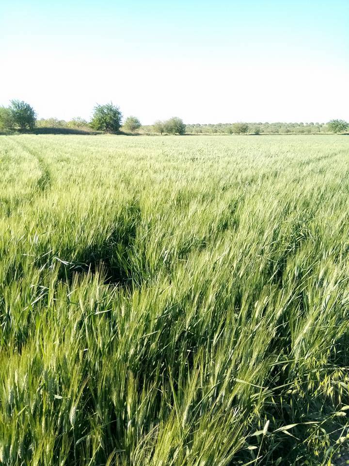 Nizip Gülkaya Köyü Resimleri 17