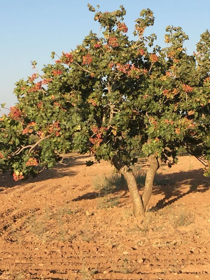 Nizip Gülkaya Köyü Resimleri 22