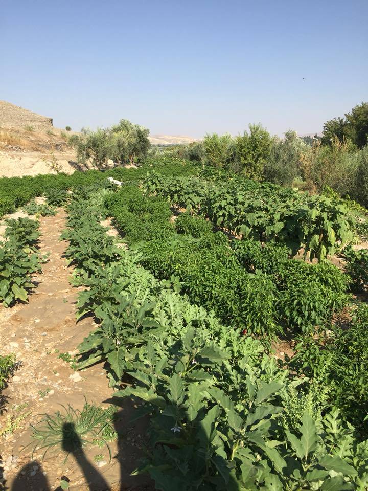 Nizip Gülkaya Köyü Resimleri 24