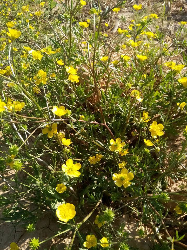 Nizip Gülkaya Köyü Resimleri 26