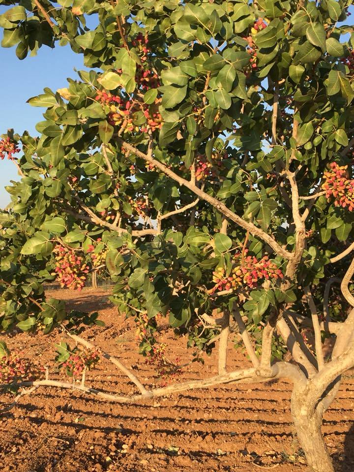 Nizip Gülkaya Köyü Resimleri 29