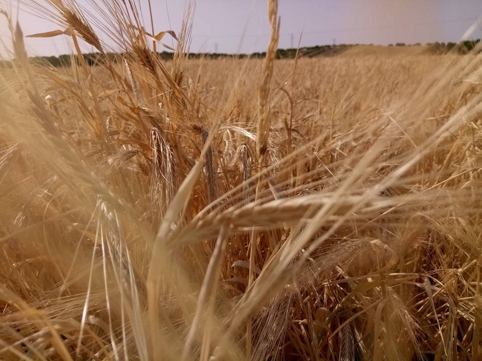 Nizip Gülkaya Köyü Resimleri 31
