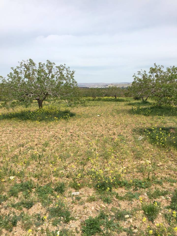 Nizip Gülkaya Köyü Resimleri 35