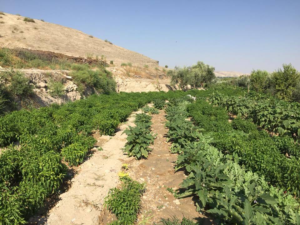 Nizip Gülkaya Köyü Resimleri 37