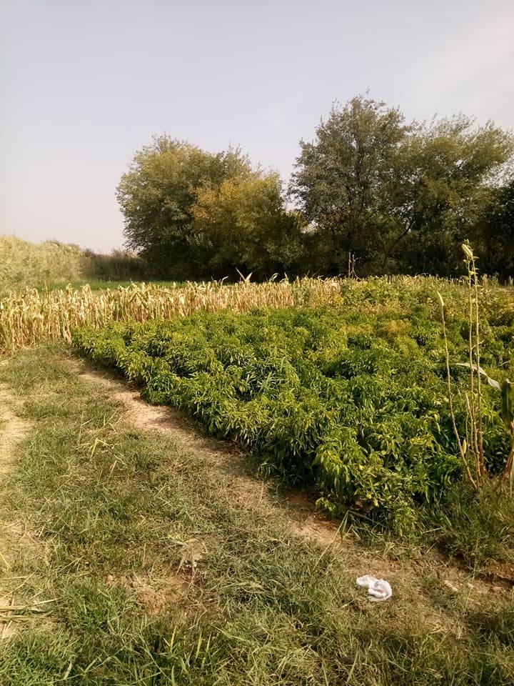 Nizip Gülkaya Köyü Resimleri 40