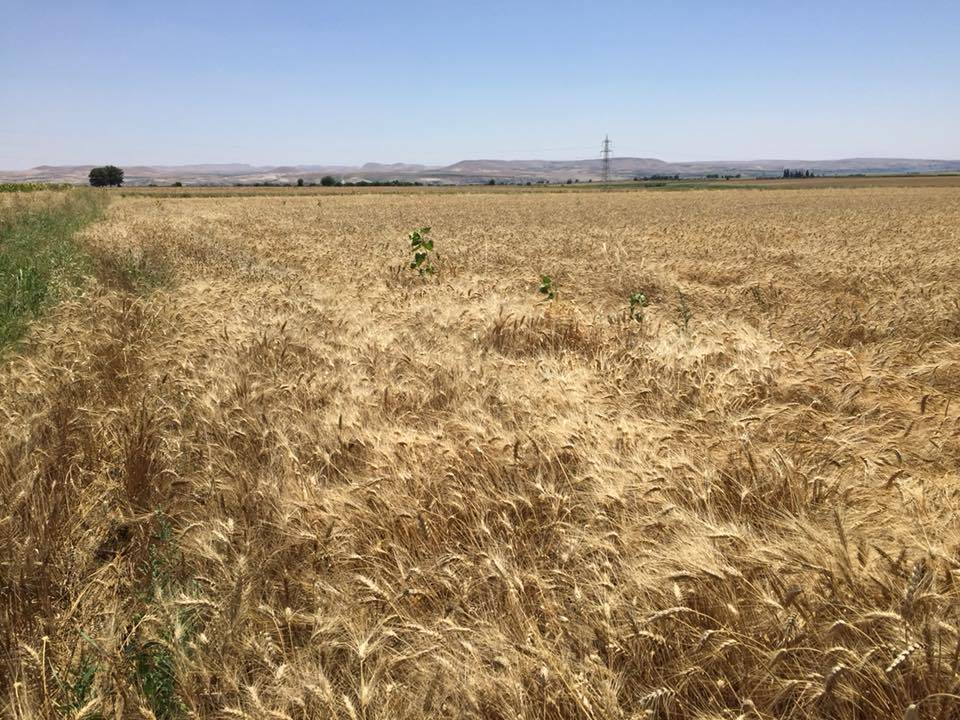 Nizip Gülkaya Köyü Resimleri 42