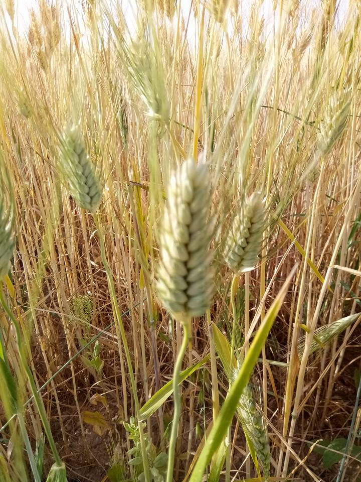 Nizip Gülkaya Köyü Resimleri 43