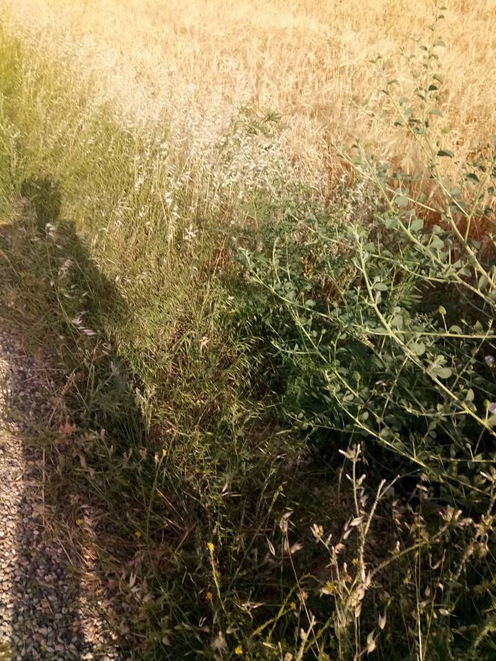 Nizip Gülkaya Köyü Resimleri 44