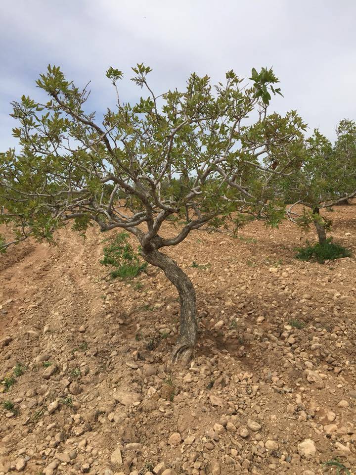 Nizip Gülkaya Köyü Resimleri 47
