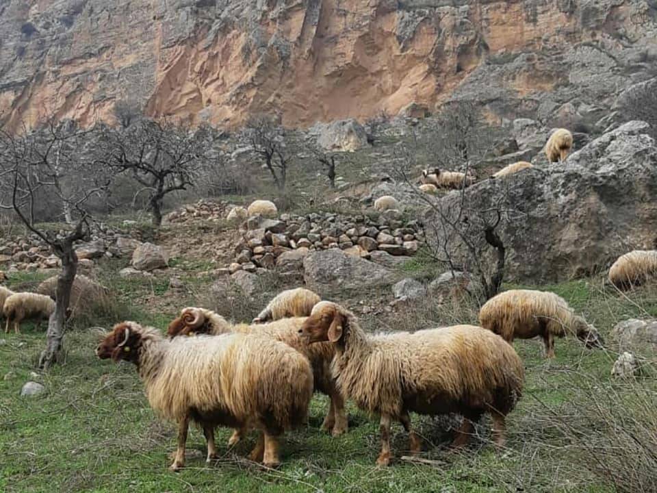 Nizip Gümüşgün Köyü Resimleri 2