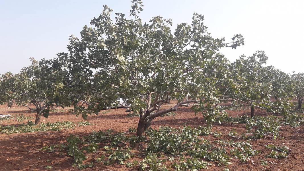 Nizip Günaltı Köyü Resimleri 3