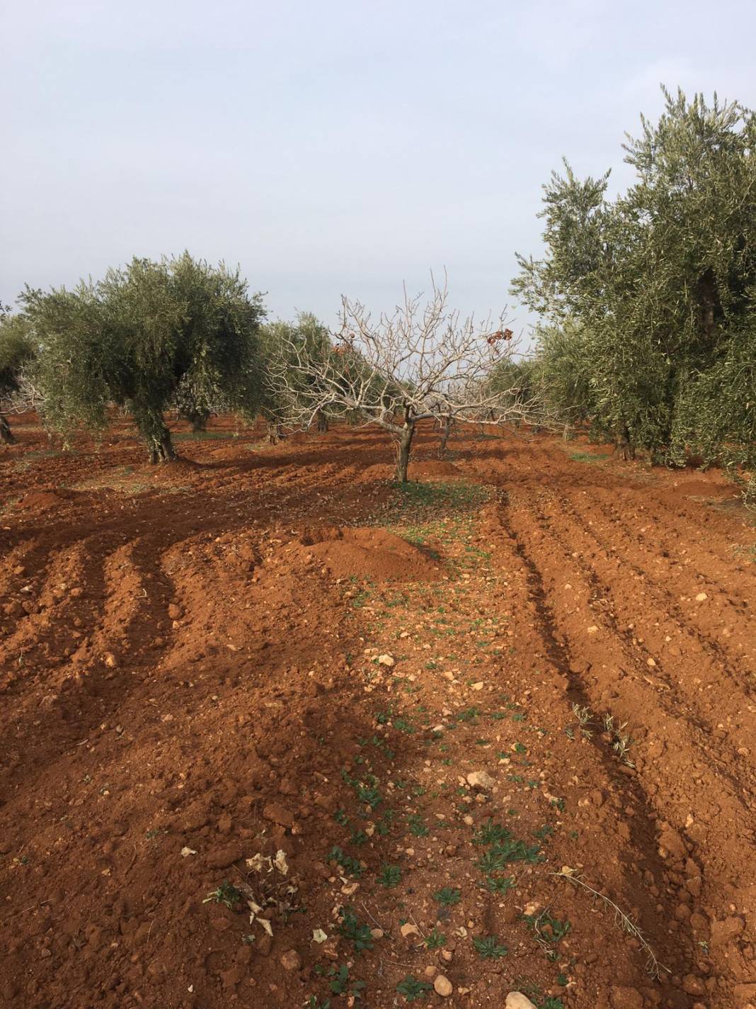 Nizip İkizce Köyü Resimleri 11