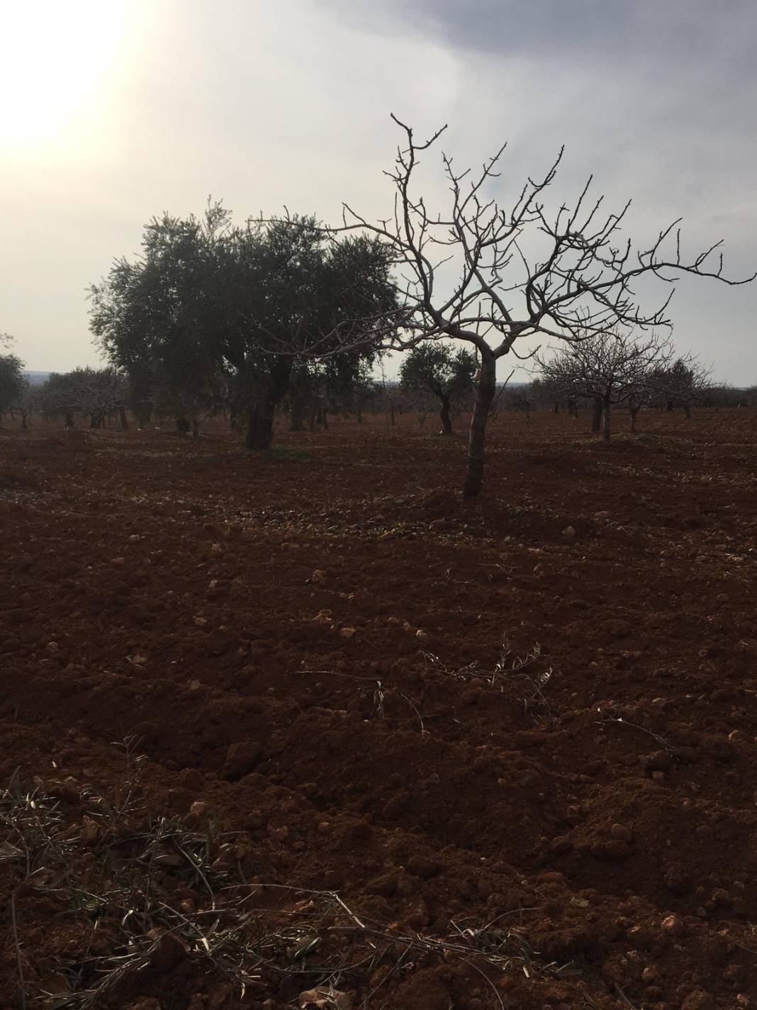 Nizip İkizce Köyü Resimleri 9