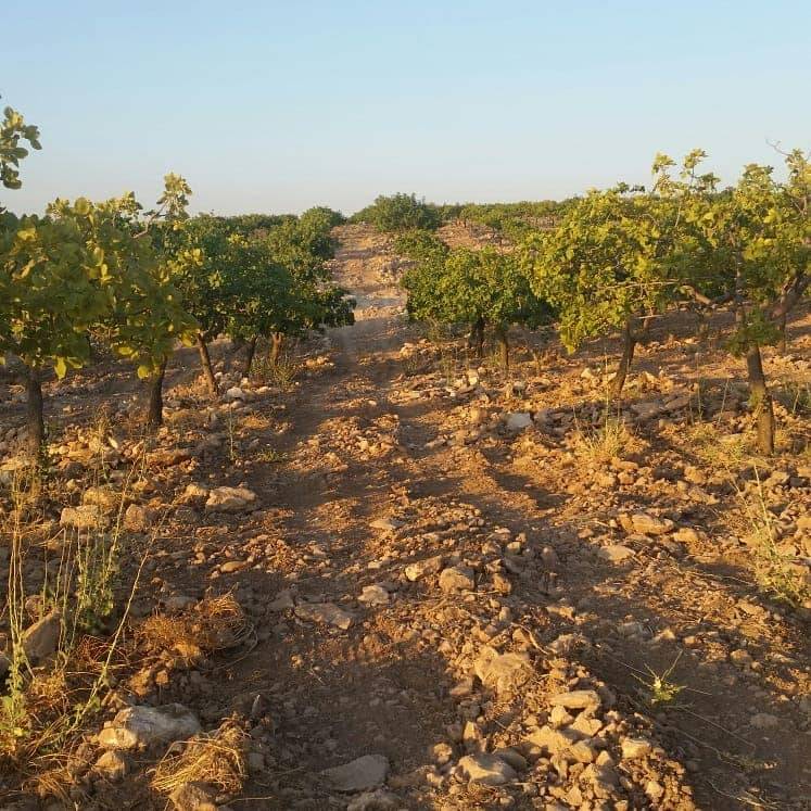 Birecik Sekilli Köyü Resimleri 2