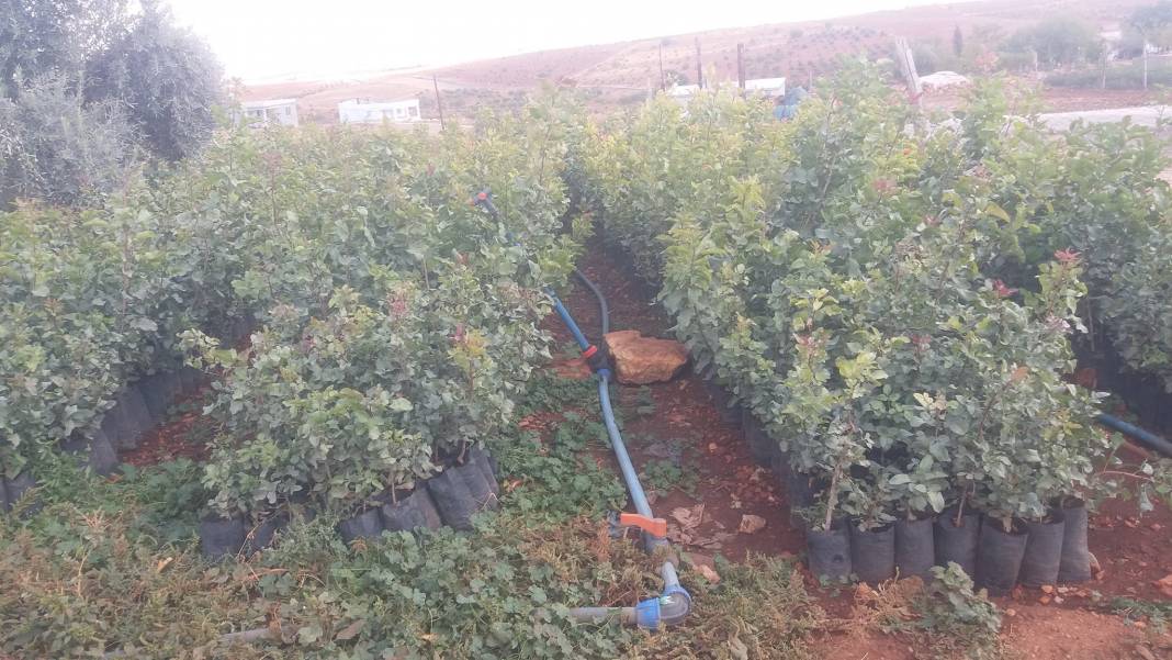 Birecik Sumaklı Köyü Resimleri 8