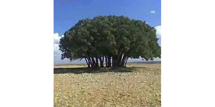 Birecik Şekerköy Köyü Resimleri