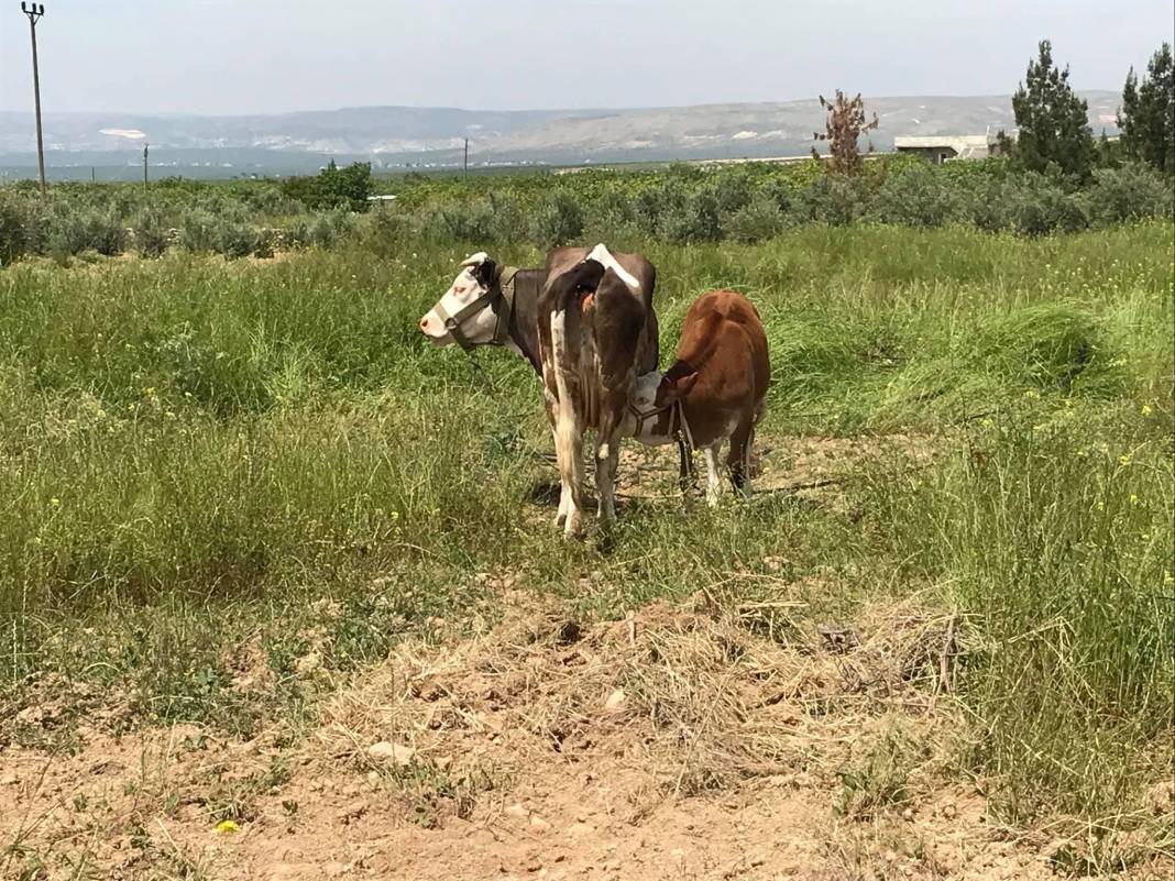 Birecik Tüten Köyü Resimleri 6