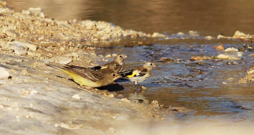 Birecik Yeniakpınar Köyü Resimleri 5