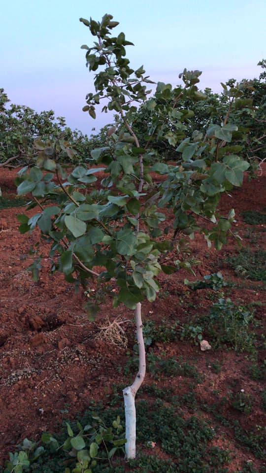 Birecik Yılmaz Köyü Resimleri 7