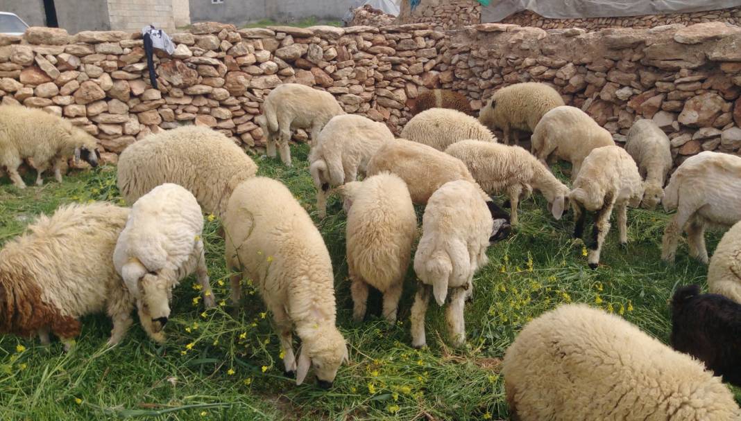 Birecik Yılmaz Köyü Resimleri 9