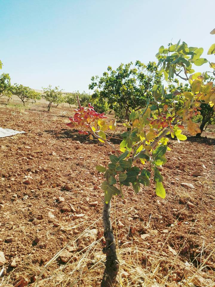 Birecik Yukarıhabib Köyü Resimleri 14