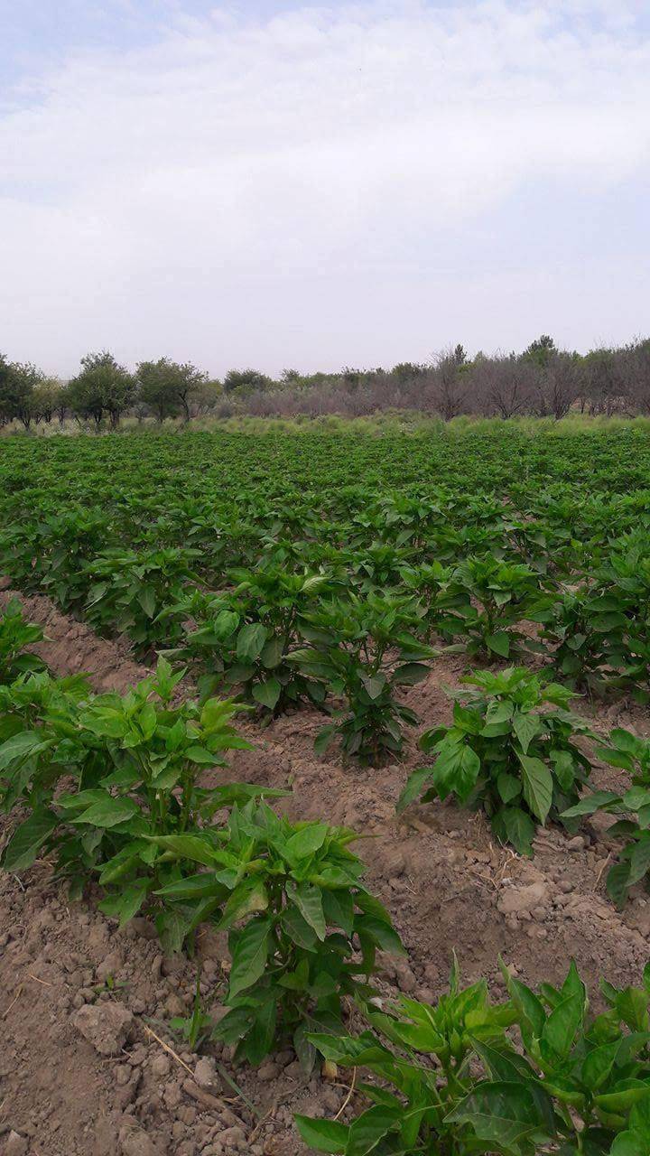 Birecik Yukarıkarabaş  Köyü Resimleri 10