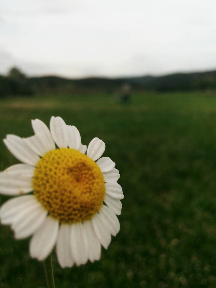 Domaniç Kırık Köyü Resimleri 1