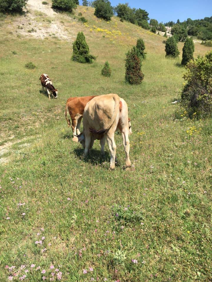 Domaniç Kırık Köyü Resimleri 2