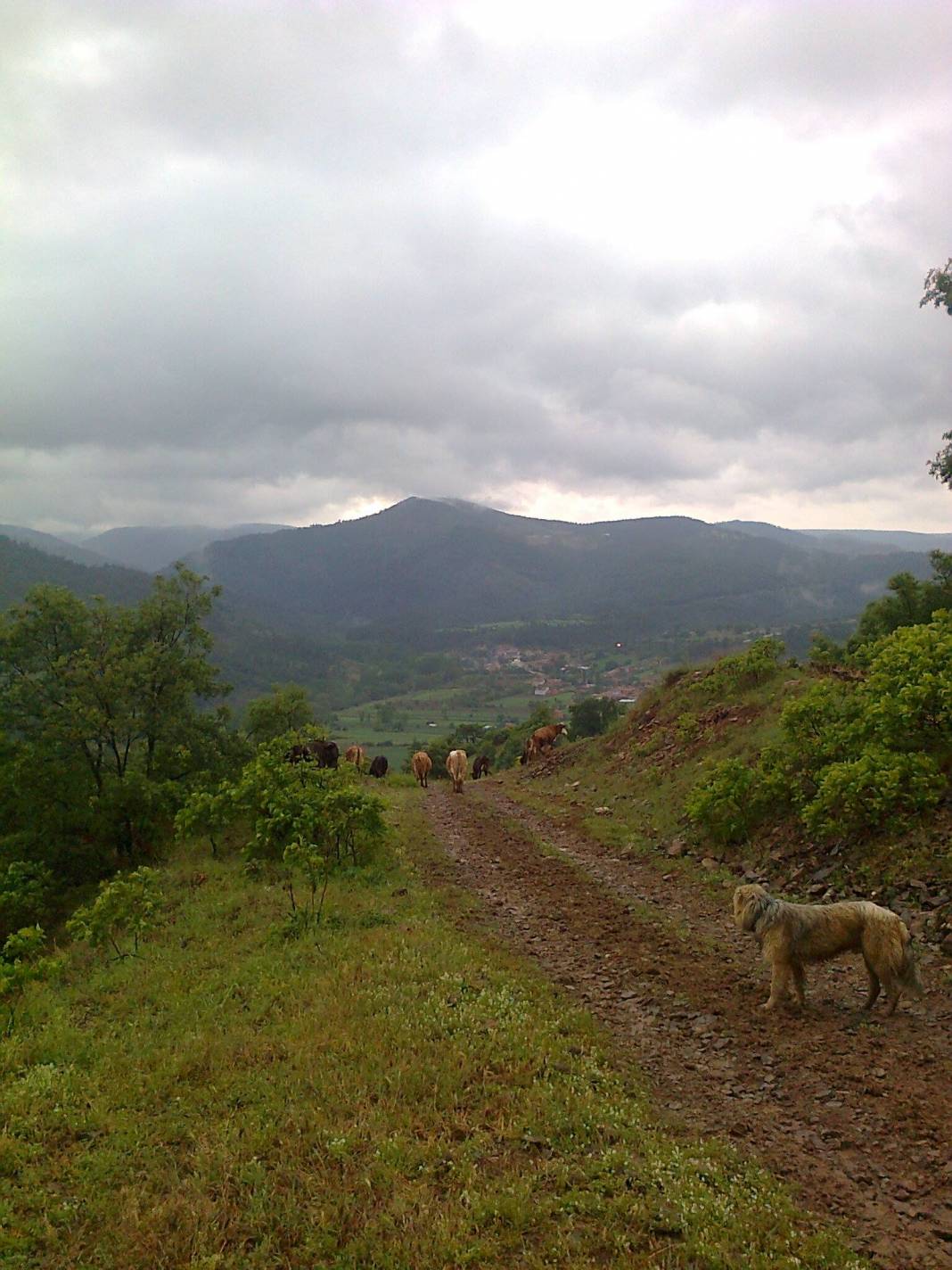 Domaniç Muhacirler Köyü Resimleri 8