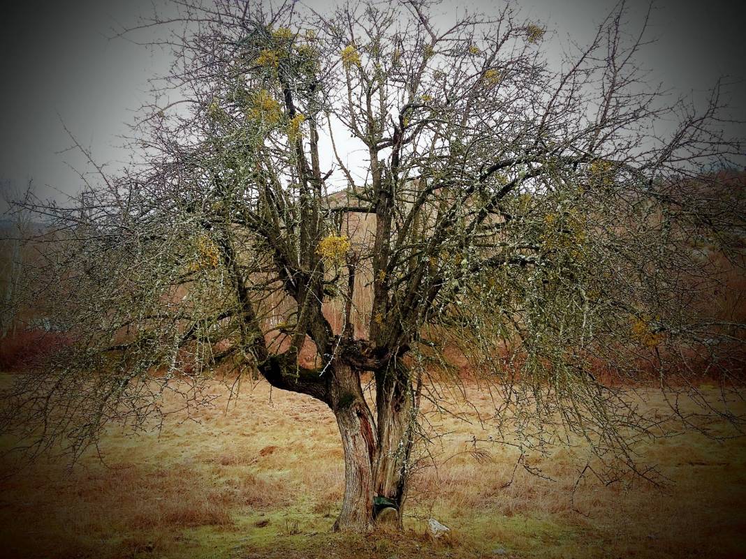 Domaniç Soğucak Köyü Resimleri 3