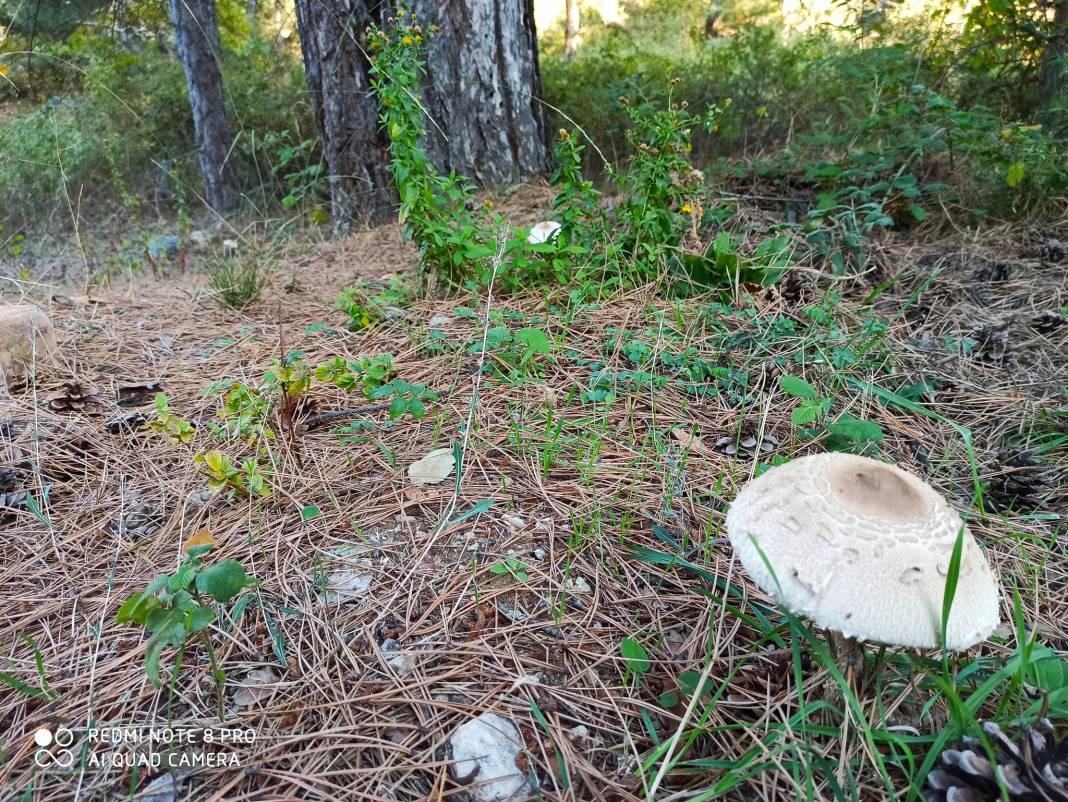 Domaniç Soğucak Köyü Resimleri 6
